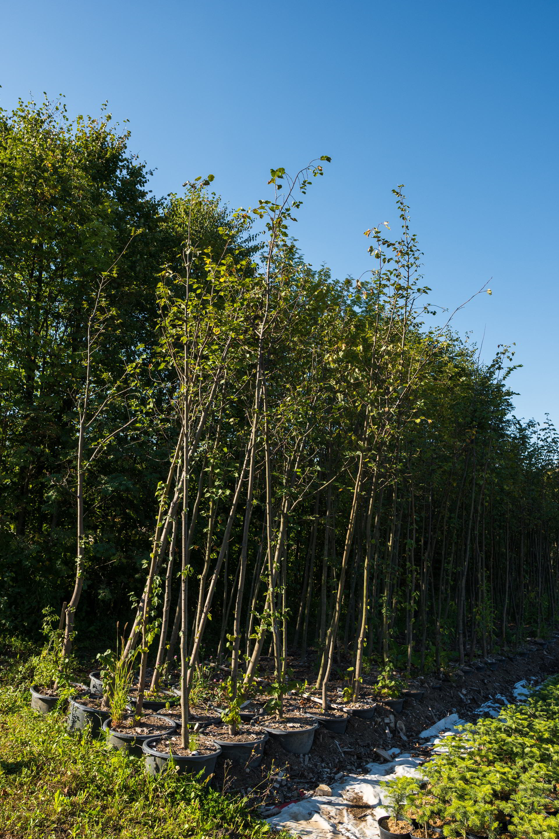 Lipa malolistá